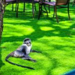 westwood-hotel-nairobi (9)